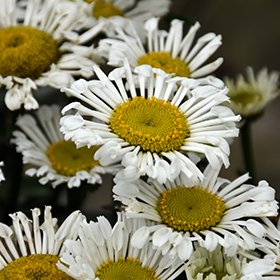 Plant Photo 7