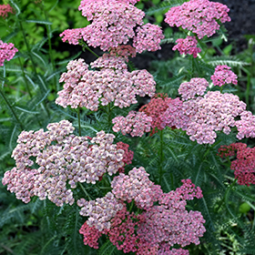 Plant Photo 2