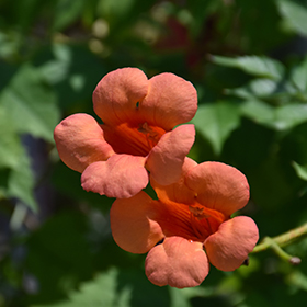 Plant Photo 9