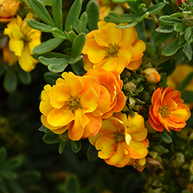 Plant Photo 9