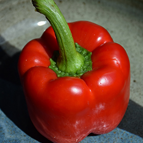 Plant Photo 4