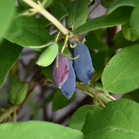 Plant Photo 3