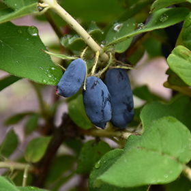 Plant Photo 6