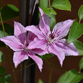 Plant Photo 1