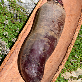 Plant Photo 8