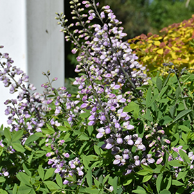 Plant Photo 9