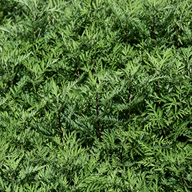 Plant Photo 7