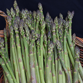 Plant Photo 4