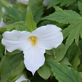 Plant Photo 7