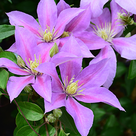 Plant Photo 8