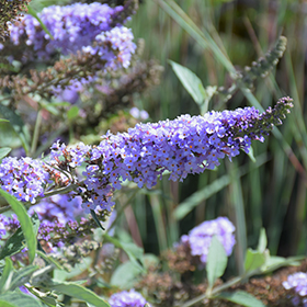 Plant Photo 2