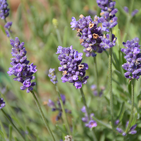 Plant Photo 7