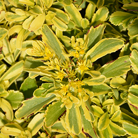 Plant Photo 4