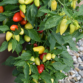 Plant Photo 7
