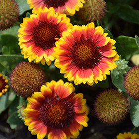 Plant Photo 6