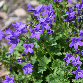 Plant Photo 3