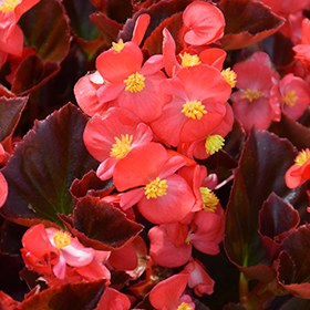 Plant Photo 4