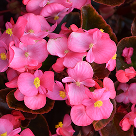 Plant Photo 3