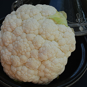 Plant Photo 6