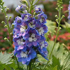 Plant Photo 9