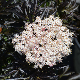 Plant Photo 4