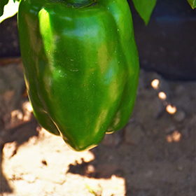 Plant Photo 3