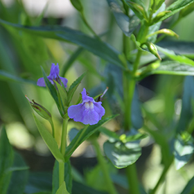 Plant Photo 1