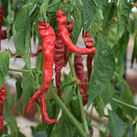 Plant Photo 5