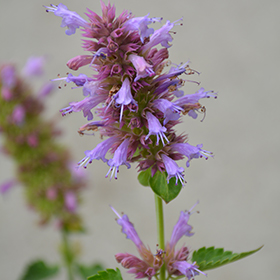 Plant Photo 7