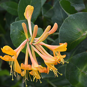 Plant Photo 4