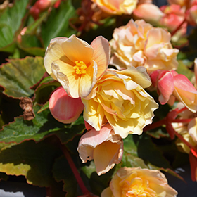 Plant Photo 8