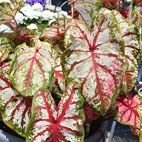 Plant Photo 8