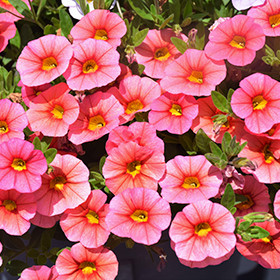 Plant Photo 6