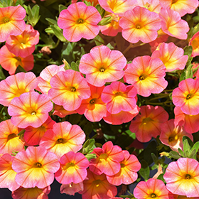 Plant Photo 2
