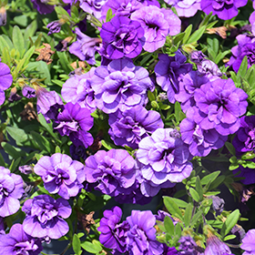 Plant Photo 3