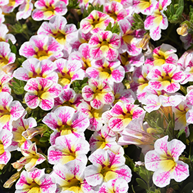 Plant Photo 8