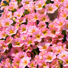 Plant Photo 1