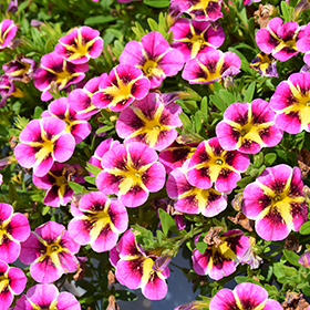Plant Photo 4