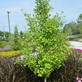 Plant Photo 5