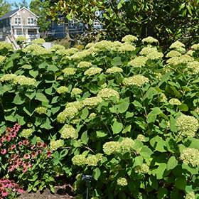 Plant Photo 7