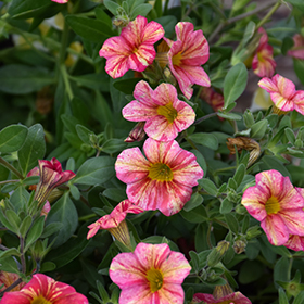 Plant Photo 7