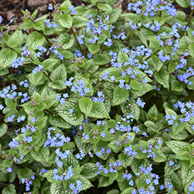 Plant Photo 8