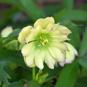 Plant Photo 8