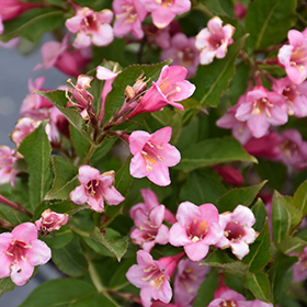 Plant Photo 9