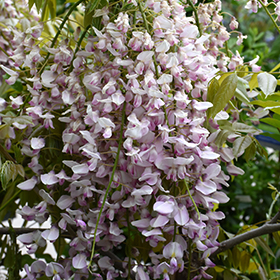 Plant Photo 3