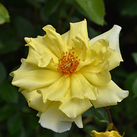 Plant Photo 10