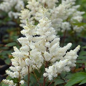 Plant Photo 8
