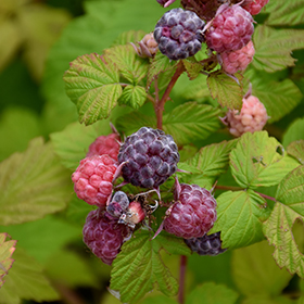 Plant Photo 7