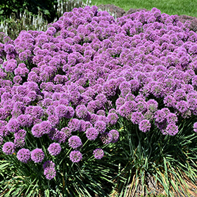 Plant Photo 2