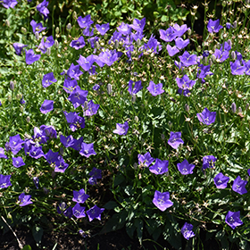 Plant Photo 9